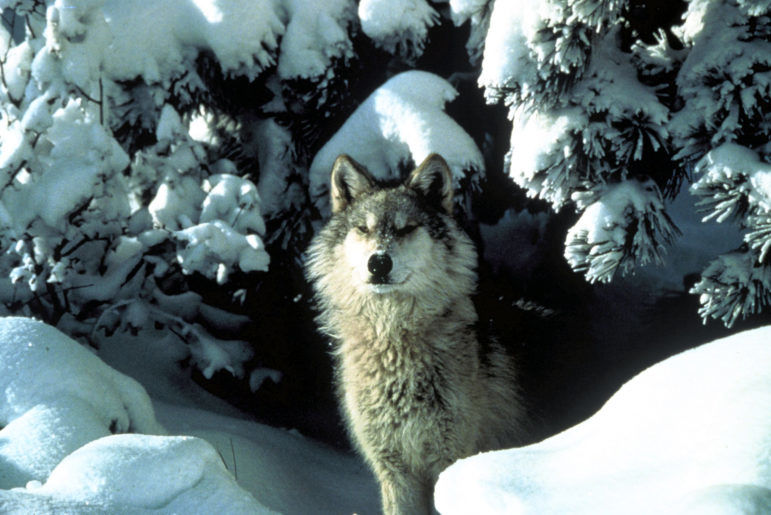 Gray_wolf_03-771x515.jpg